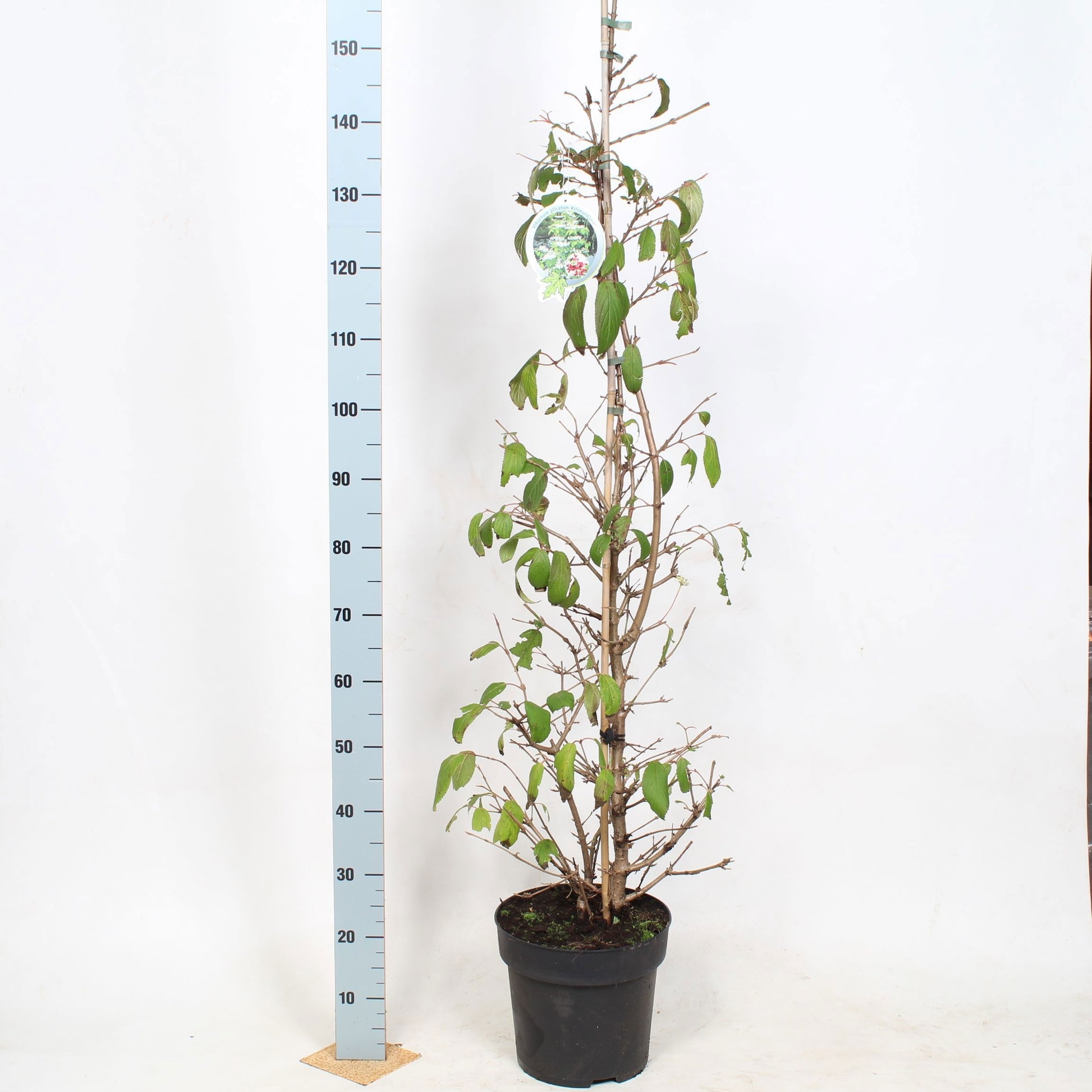 Viburnum plic. Kilimandjaro 100cm 29cm Pot