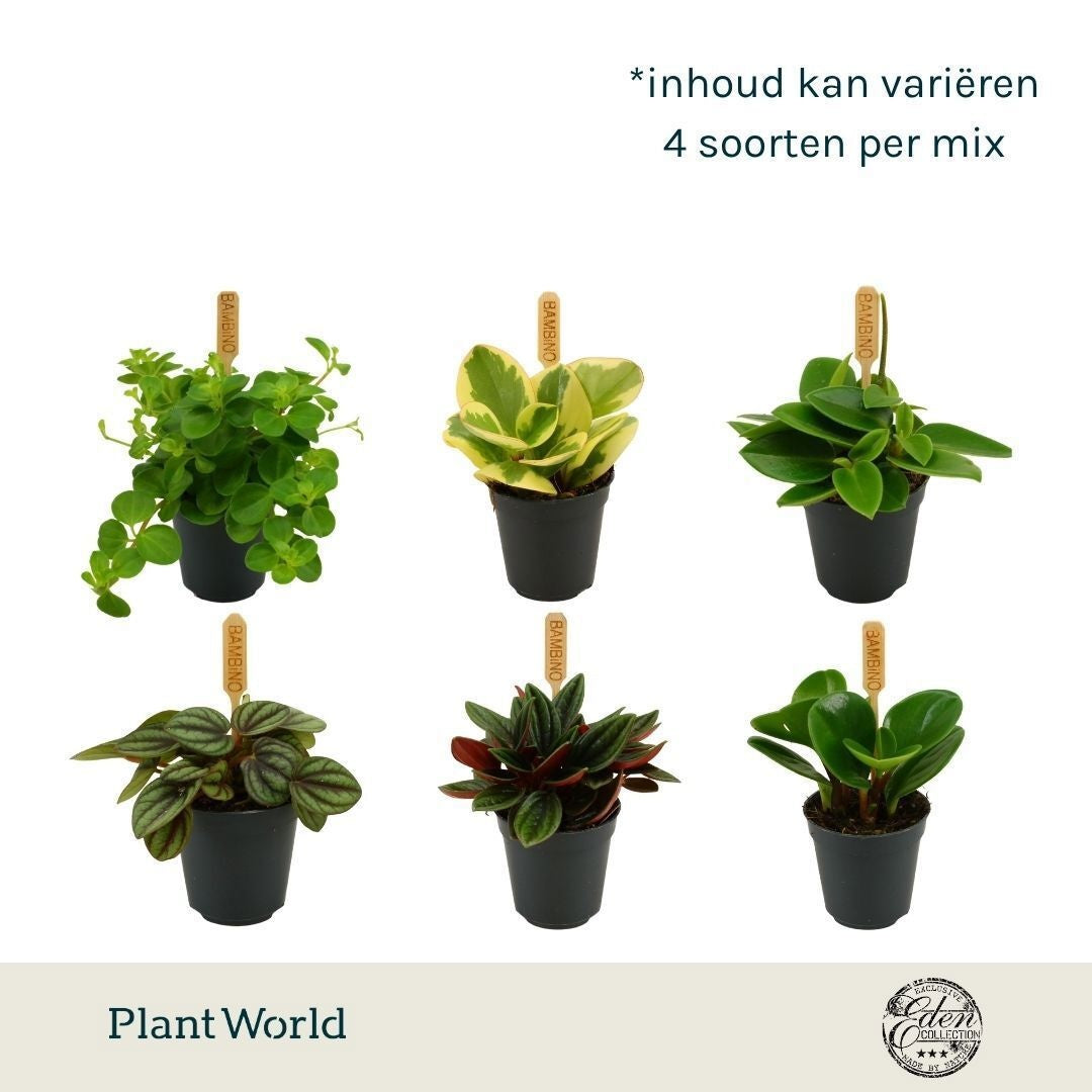 Peperomia mix 10cm 5.5cm Pot