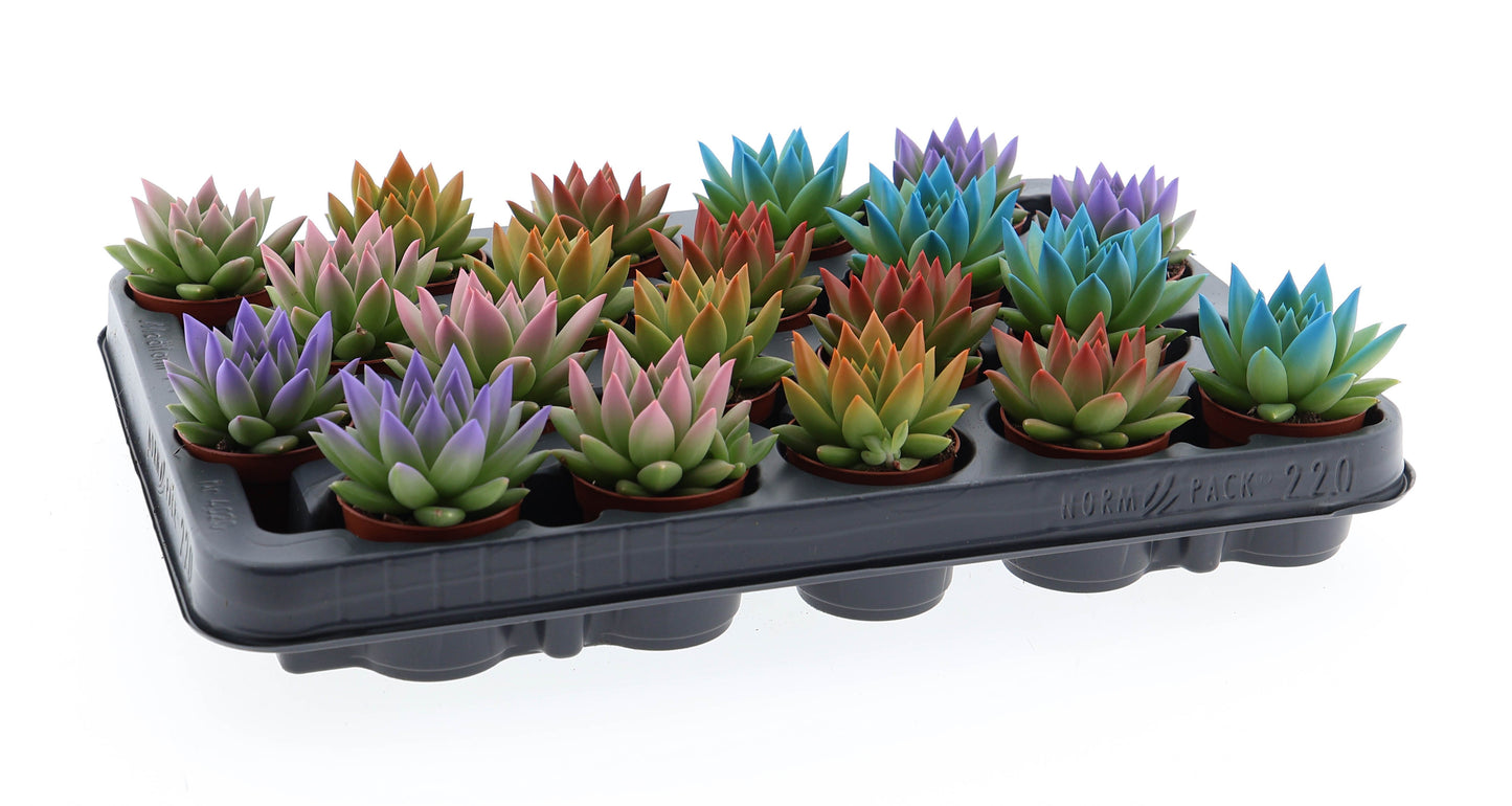 Euro Cactus Holland Bv Rainbow tips mix Pack of 20