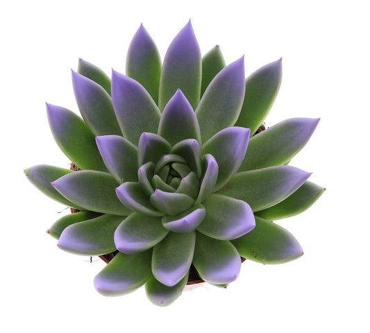 Miranda tips dark milka 15cm 12cm Pot