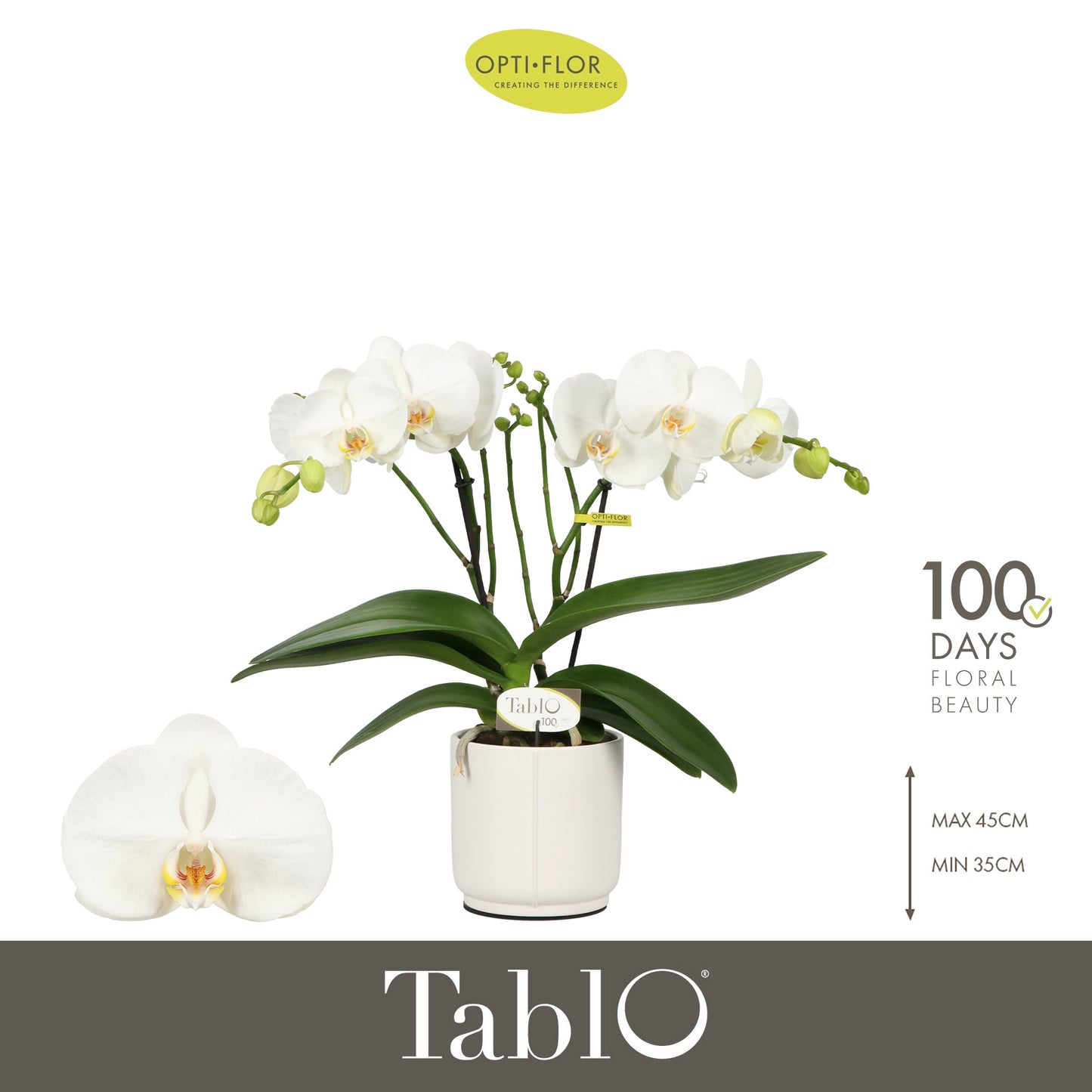 Phalaenopsis white 40cm 12cm Pot