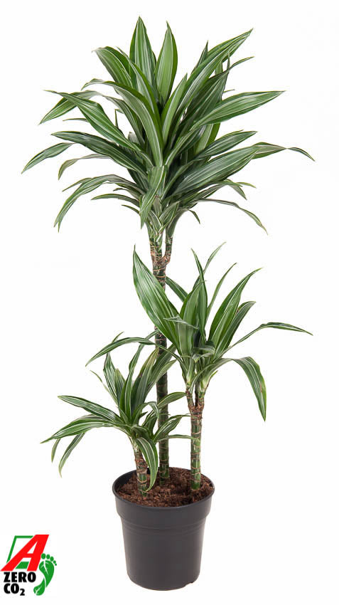Dracaena fragrans Ulises 60-30-15 110cm 21cm Pot
