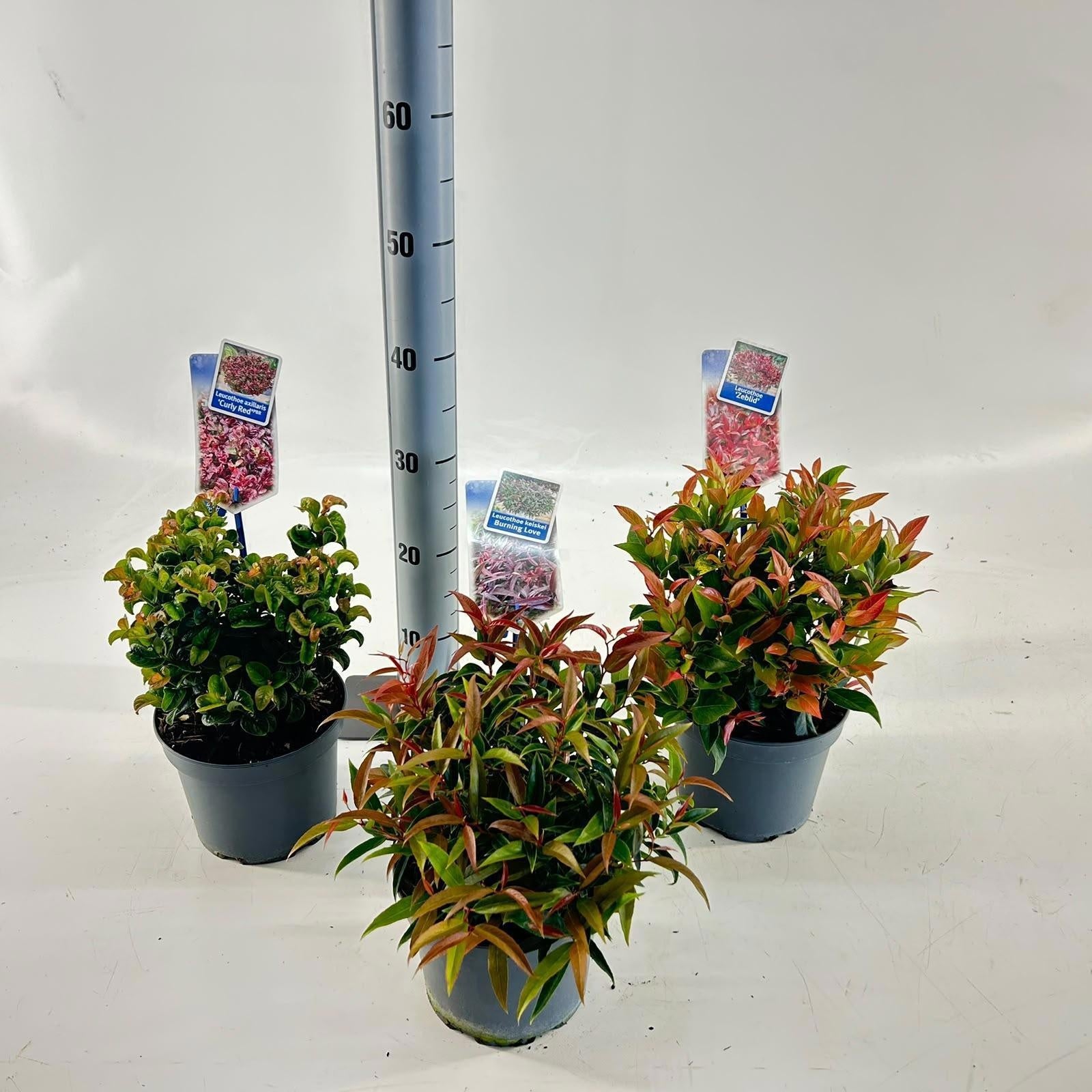 About Plants Zundert BV Leucothoe mix Pack of 1
