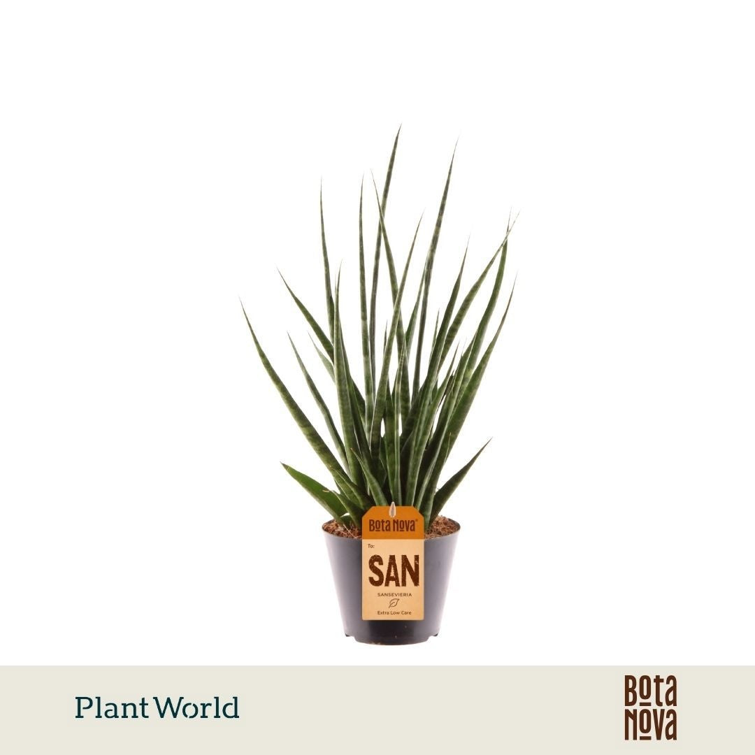 Sansevieria cylindrica 45cm 10.5cm Pot
