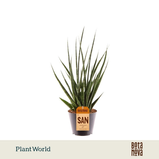 Sansevieria cylindrica 45cm 10.5cm Pot