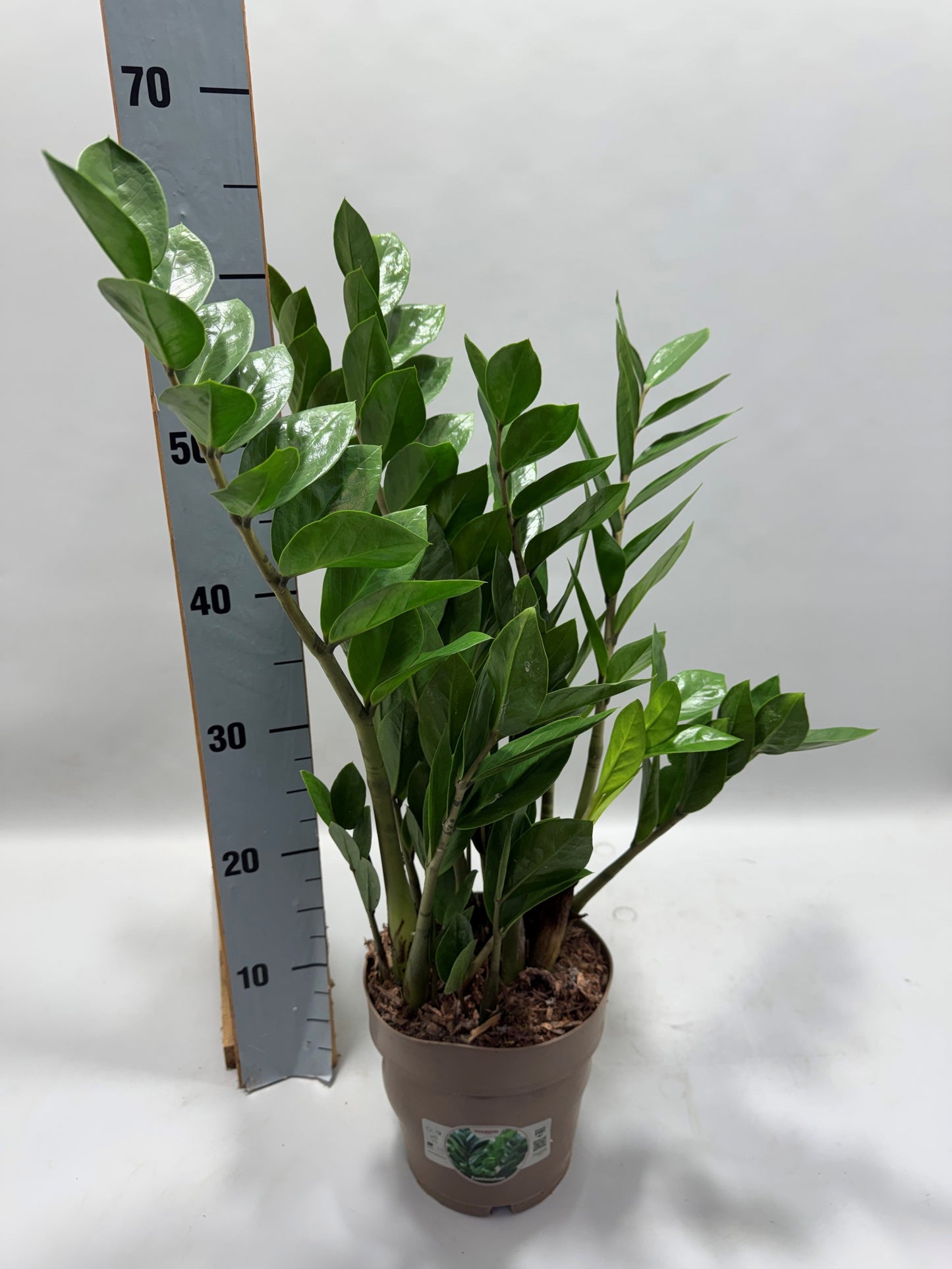 Zamioculcas zamiifolia 65cm 17cm Pot