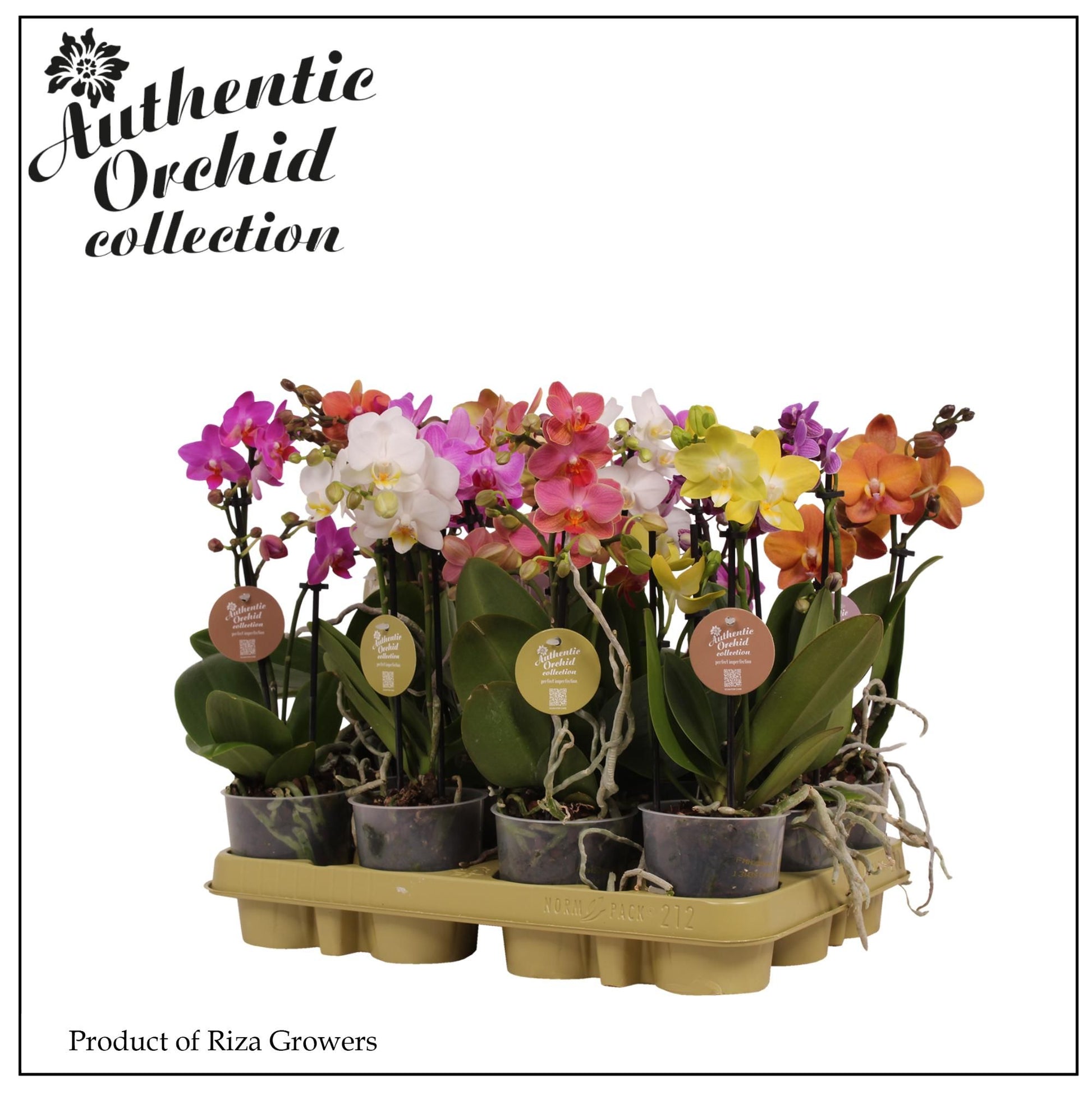 Phalaenopsis mix 35cm 9cm Pot