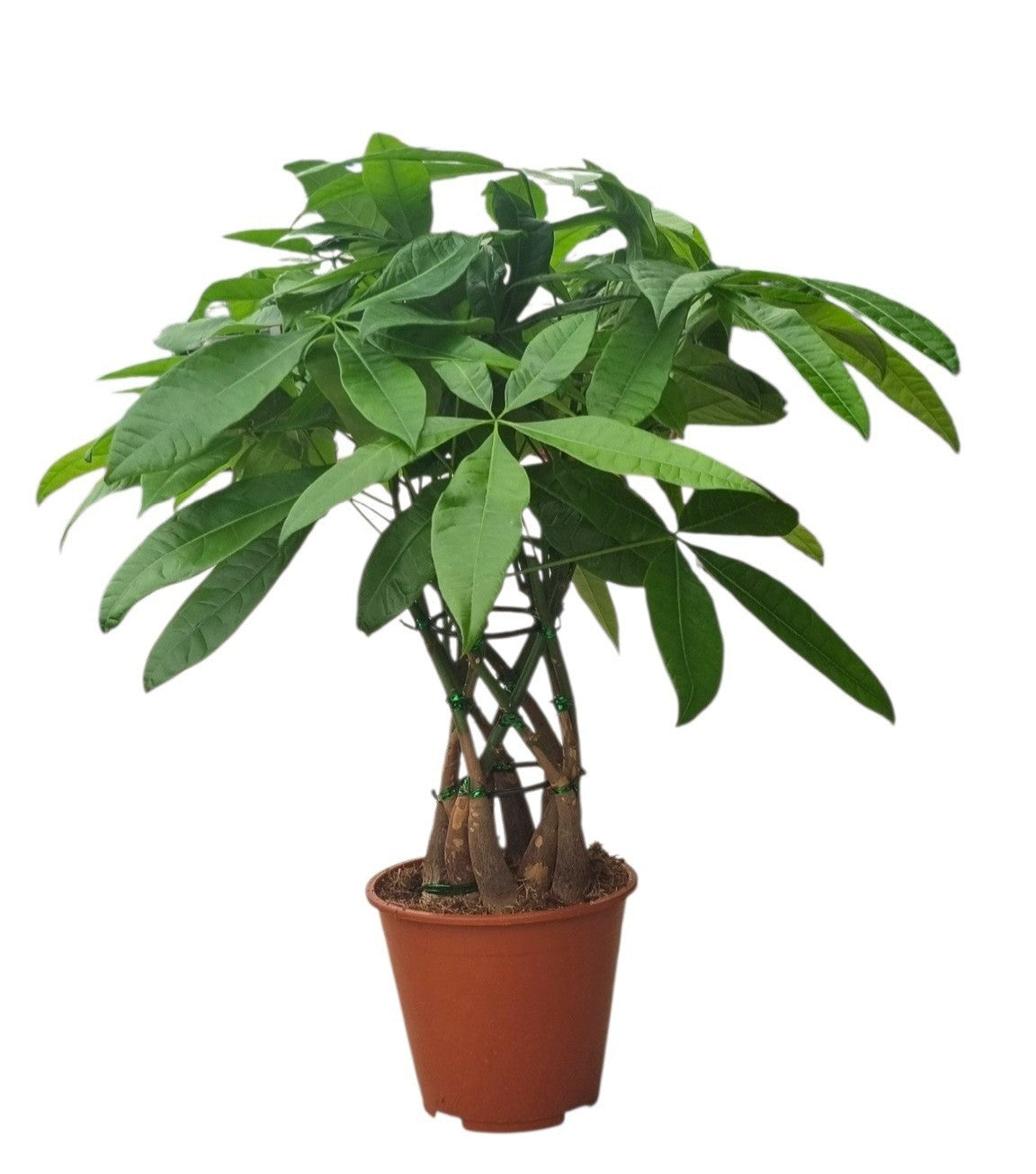 Pachira aquatica 65cm 19cm Pot