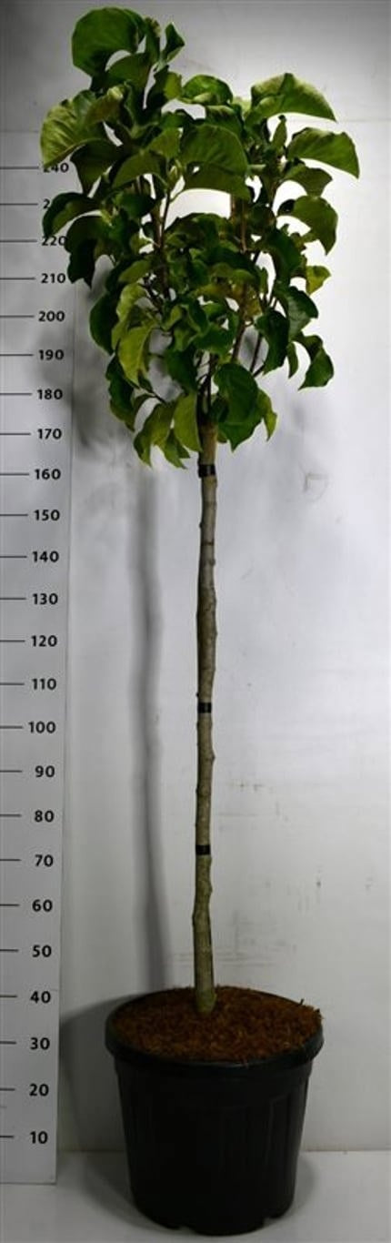 Bloemenkampen BV, Hkw. de Magnolia 'Sunsation' Pack of 1