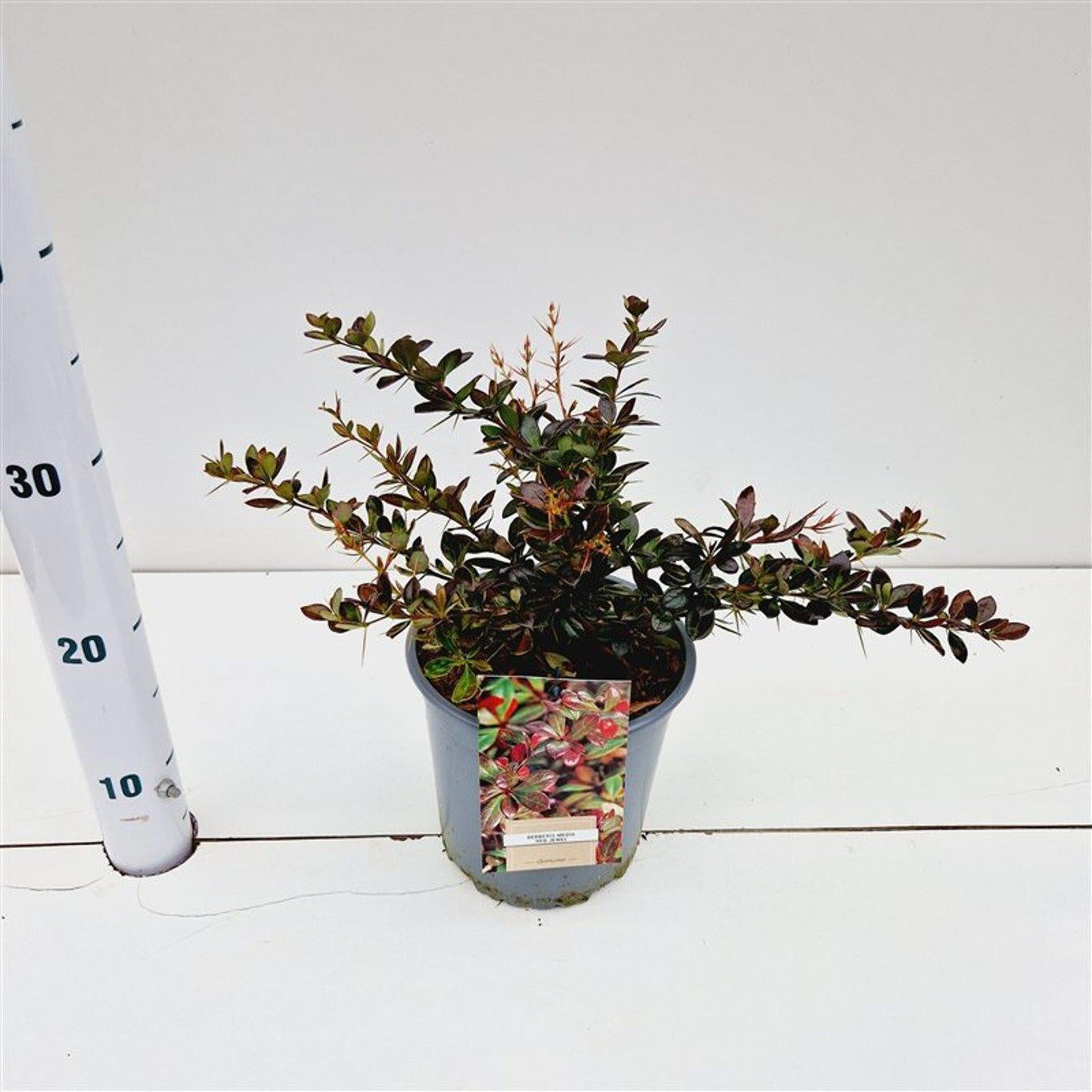 Berberis media Red Jewel 20cm 17cm Pot