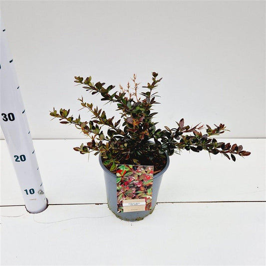 Berberis media Red Jewel 20cm 17cm Pot