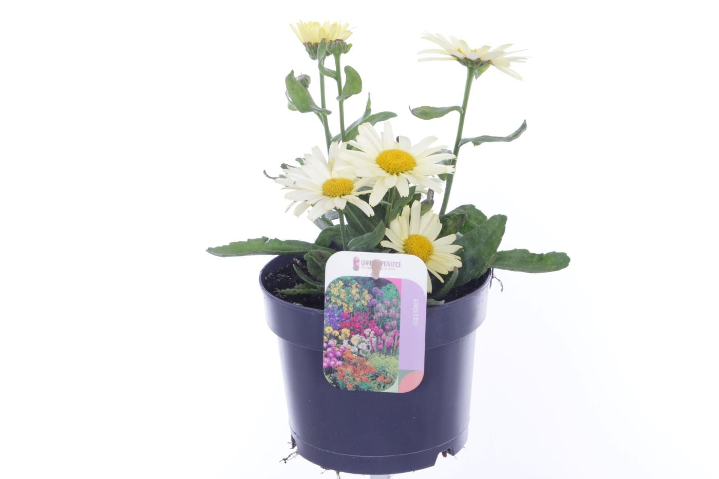 Leucanthemum maximum 30cm 17cm Pot