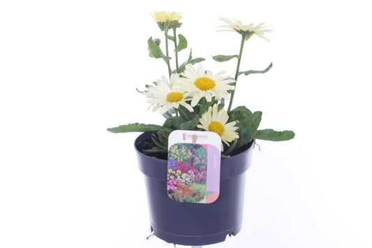 Leucanthemum maximum 30cm 17cm Pot