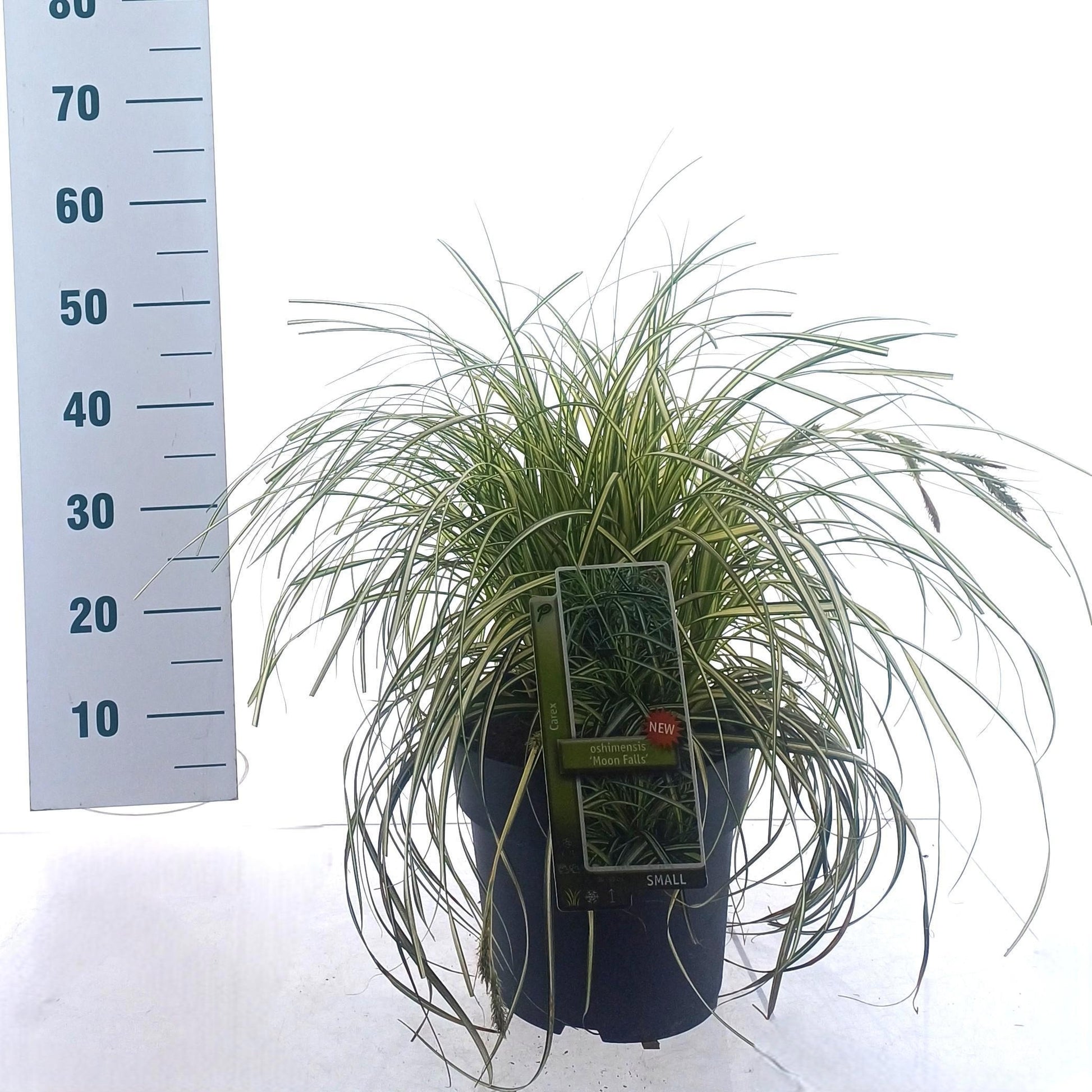 Carex oshimensis 40cm 23cm Pot