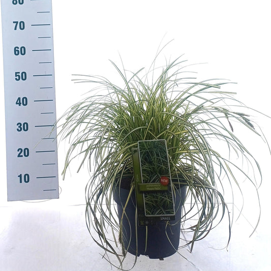 Carex oshimensis 40cm 23cm Pot