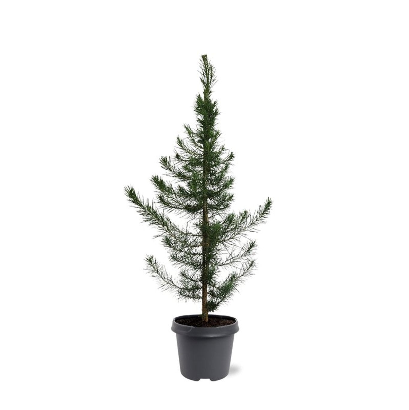 Conifer mix 75cm 23cm Pot