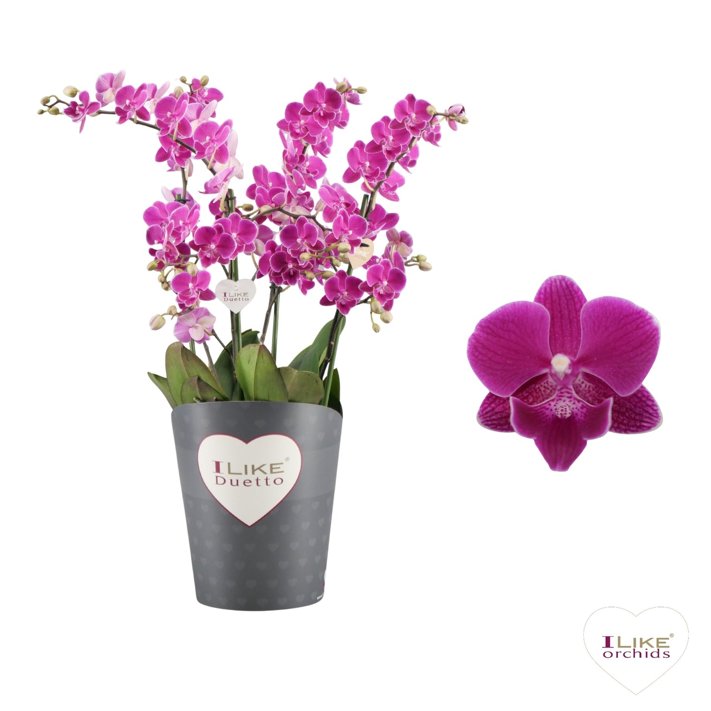 Phalaenopsis Purple 50cm 17cm Pot