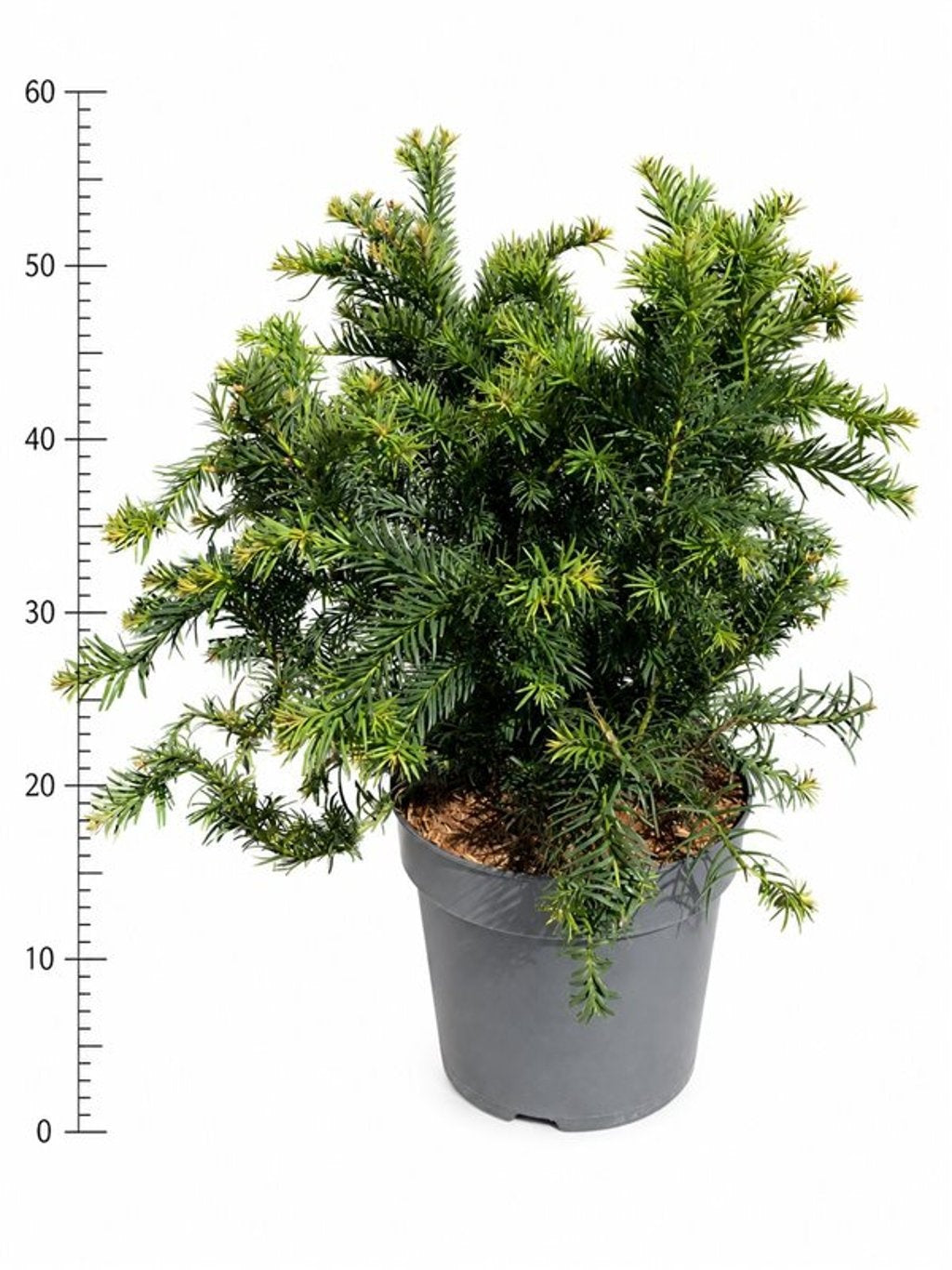 Taxus Repandens 50cm 26cm Pot