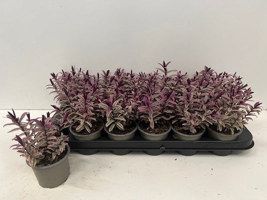 Hebe Celebration 16cm 9cm Pot