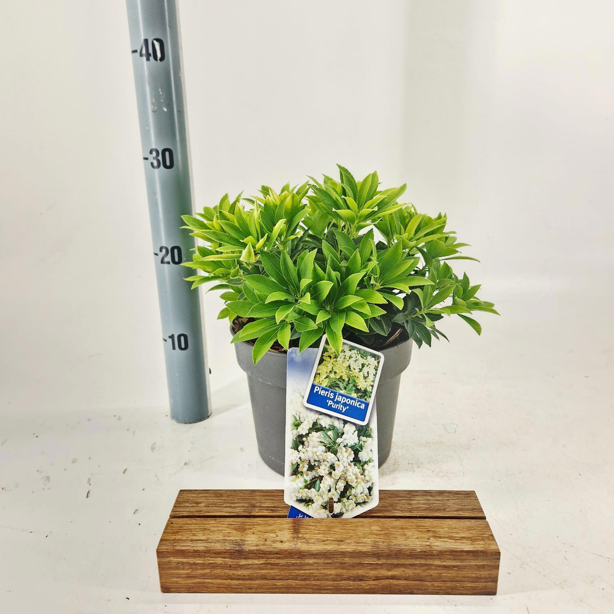 Pieris japonica Purity 30cm 19cm Pot