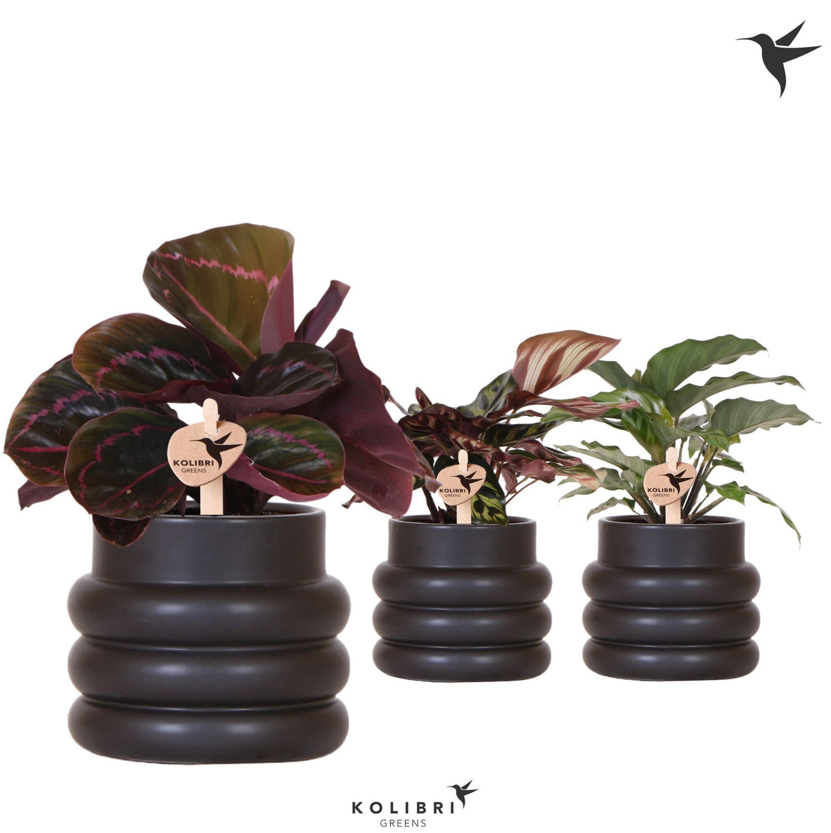 Calathea mix 24cm 9cm Pot