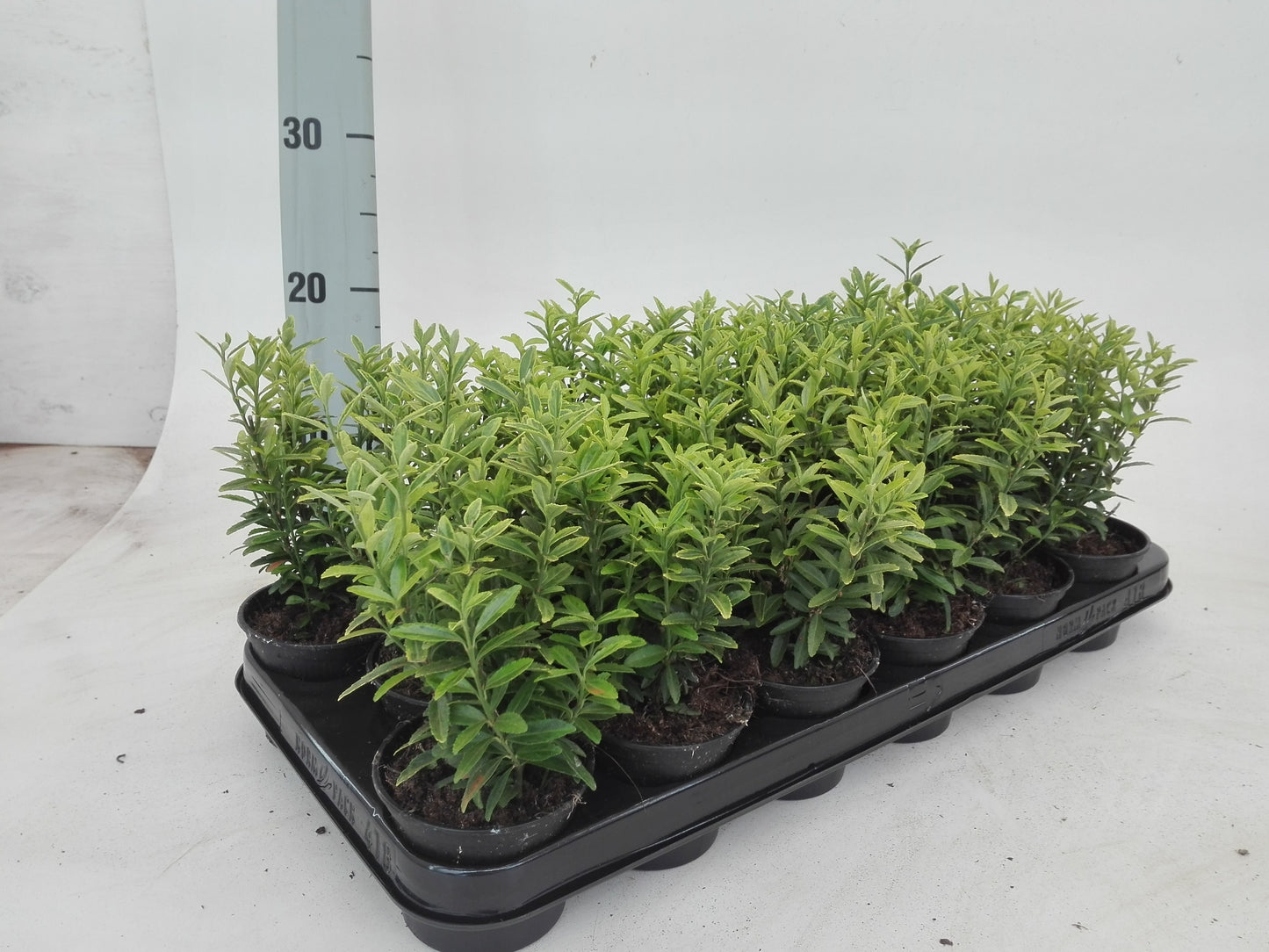 Euonymus japonicus Microphyllus Aureovariegatus 20cm 9cm Pot