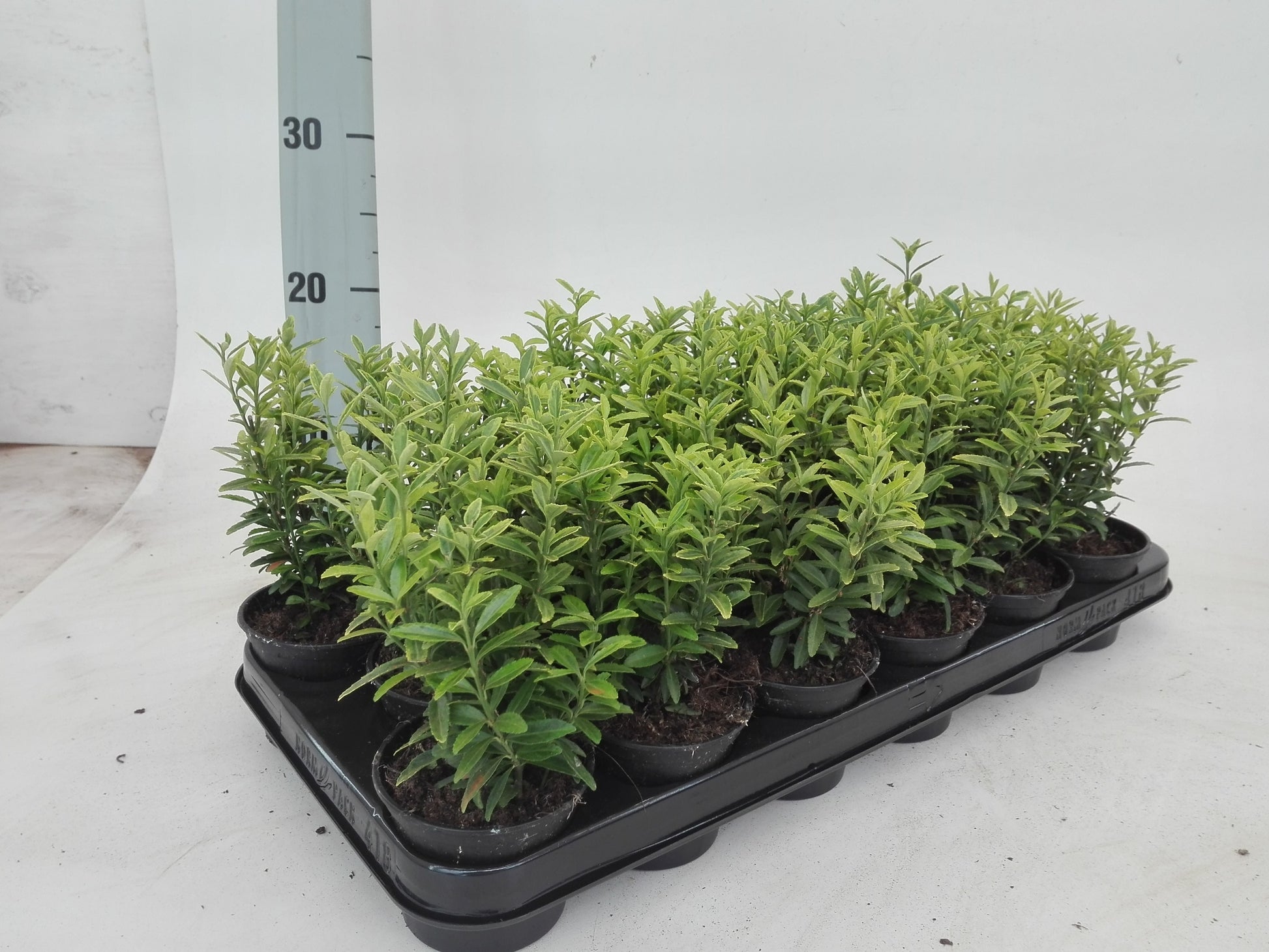 Euonymus japonicus Microphyllus Aureovariegatus 20cm 9cm Pot