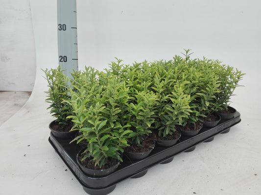 Euonymus japonicus Microphyllus Aureovariegatus 20cm 9cm Pot