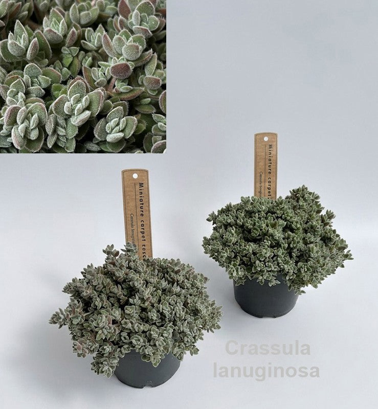 Crassula hybrid 14cm 12cm Pot