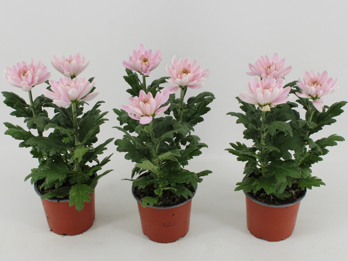Kwintplant VOF Chrysanthemum Zembla Rossano Pack of 10