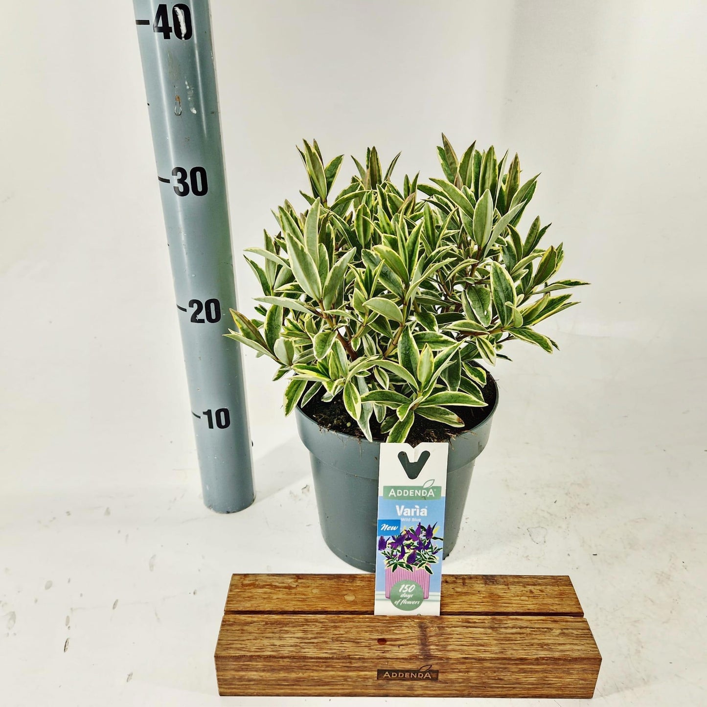 Hebe Celebration 40cm 17cm Pot
