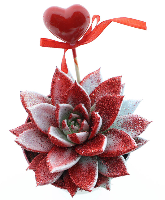 Miranda valentine rood/wit glitter + hartje 12cm 510cm Pot
