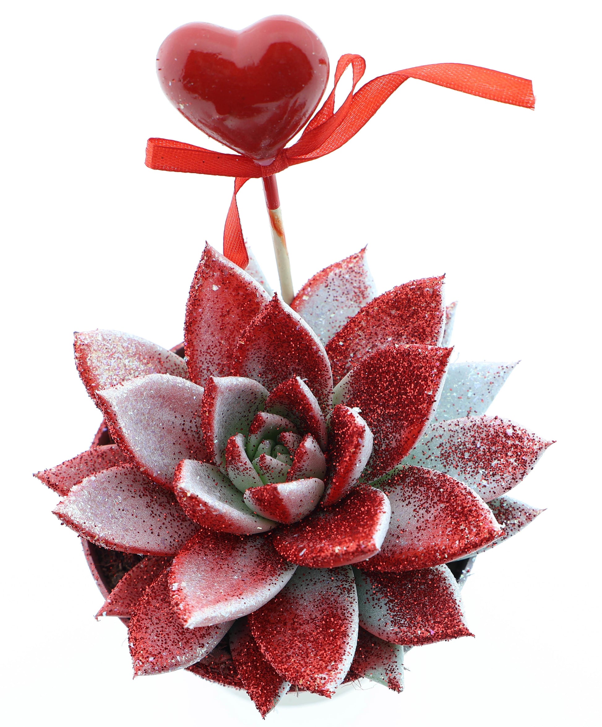 Euro Cactus Holland Bv Miranda valentine rood/wit glitter + hartje Pack of 8