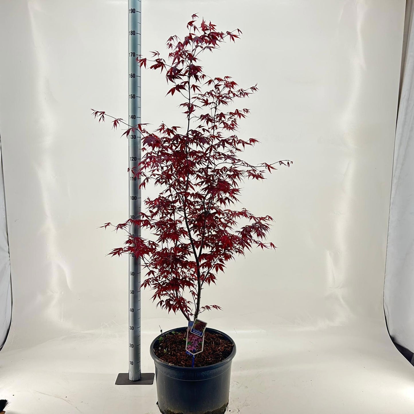 Acer Bloodgood 125cm 40cm Pot