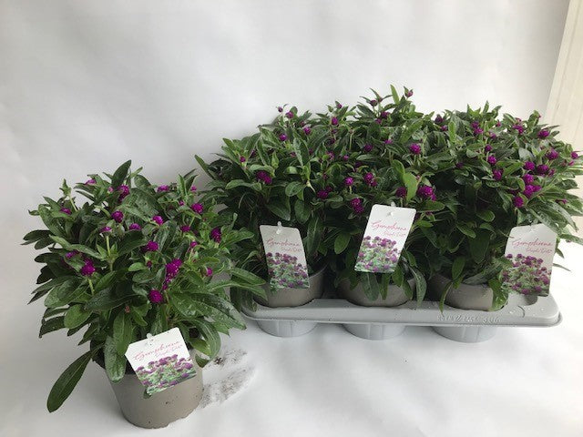 Gomphrena glo. Purple Dots 20cm 17cm Pot