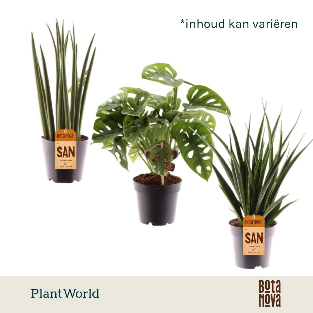Foliage houseplants mix 28cm 12cm Pot