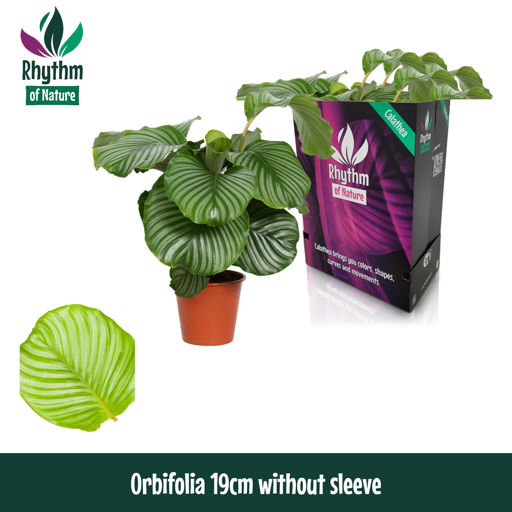 Calathea Orbifolia 75cm 19cm Pot