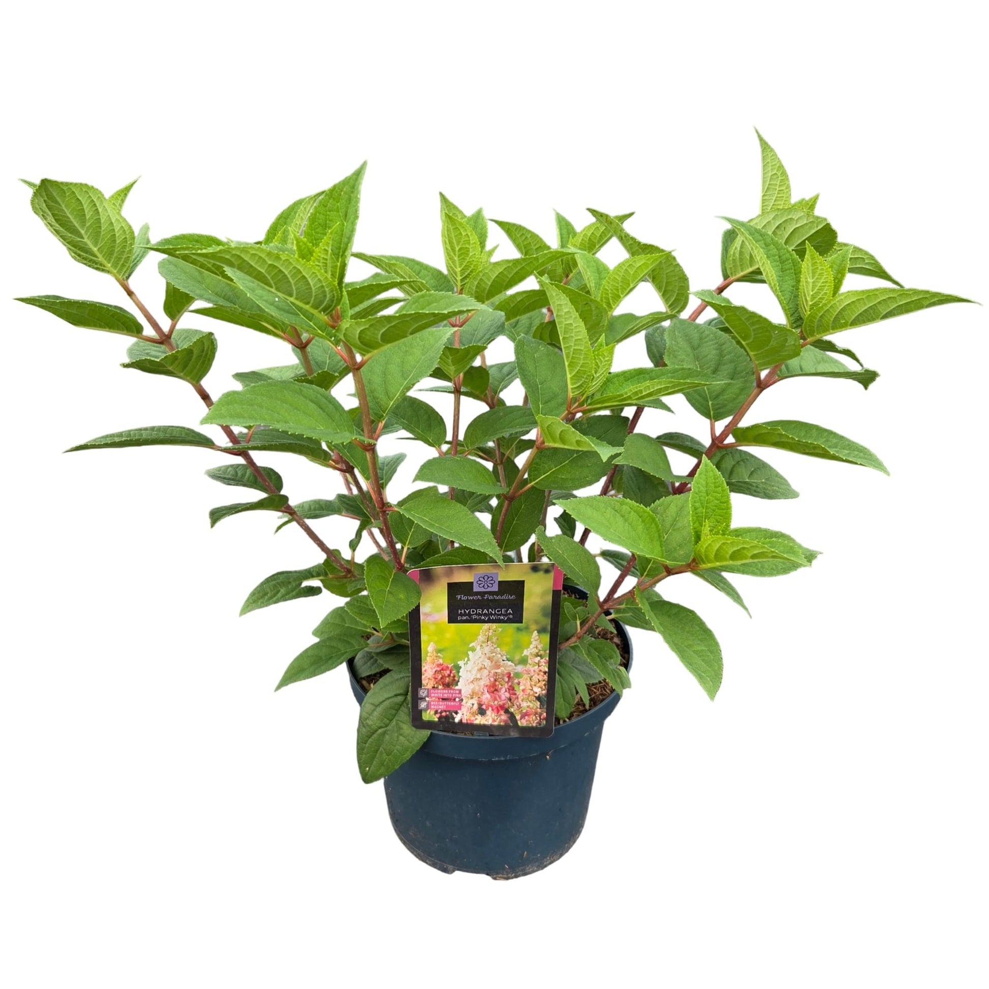 Hydrangea pan. Pinky Winky 60cm 23cm Pot