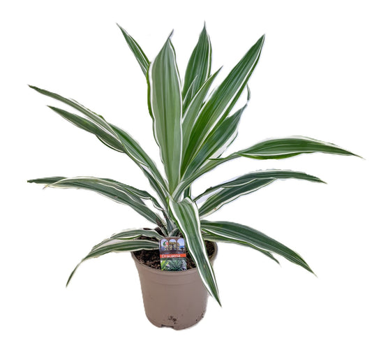 Dracaena fragrans White Stripe 40cm 17cm Pot