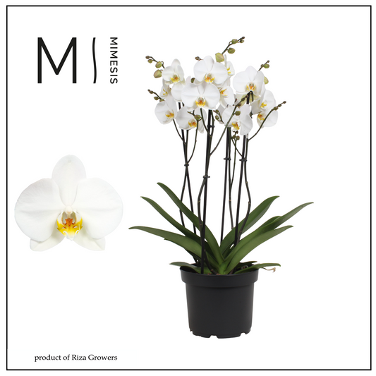 Phalaenopsis London 65cm 21cm Pot