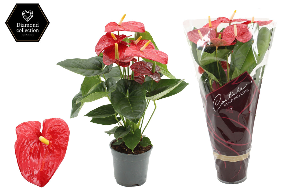 Anthurium Turenza 57cm 17cm Pot