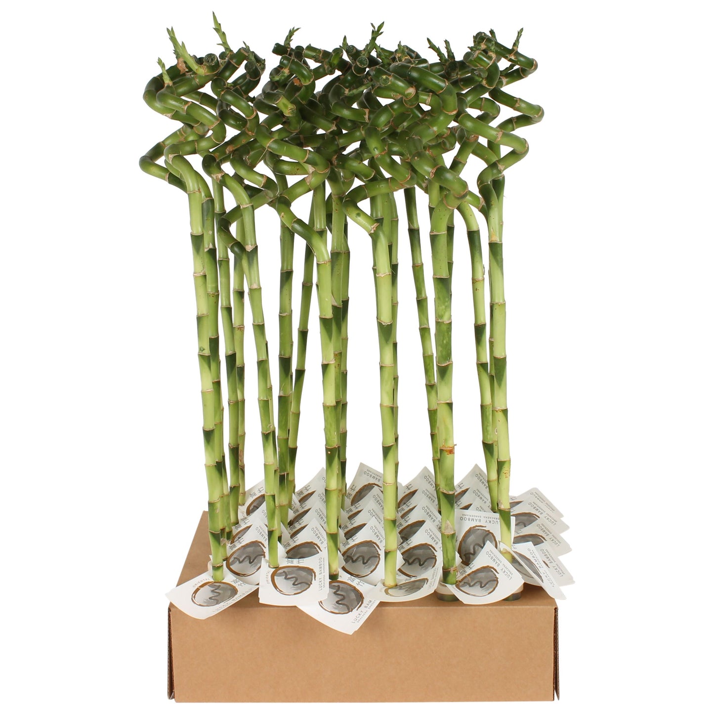 Drac. Lucky Bamboo 50cm 5cm Pot