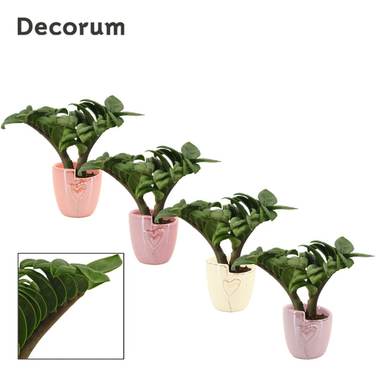 Zamioculcas Zenzi 16cm 6cm Pot