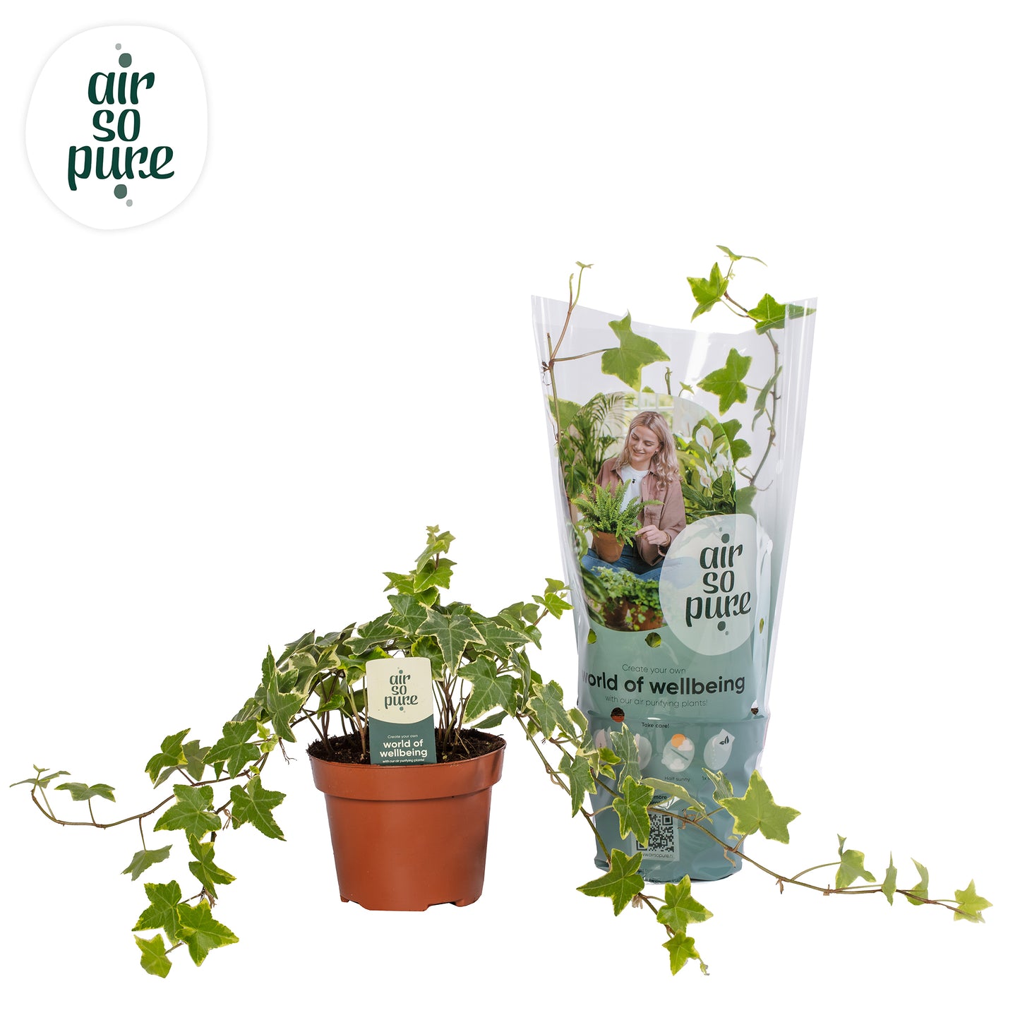 Quakelplant BV Hedera helix Goldchild Pack of 8