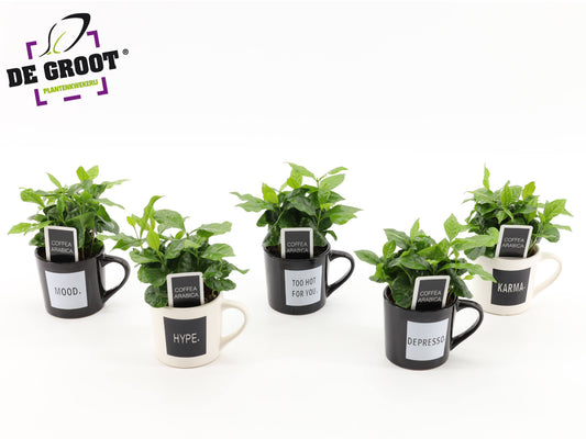 arr. Coffea arabica 25cm 9cm Pot