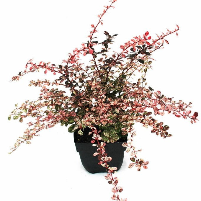 Berberis thunbergii Harlequin 45cm 17cm Pot