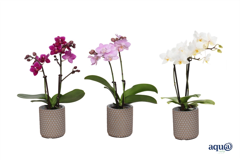 Phalaenopsis hybrid 17cm 6cm Pot