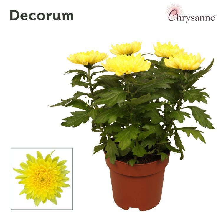 Chrysanthemum Zembla yellow 35cm 17cm Pot