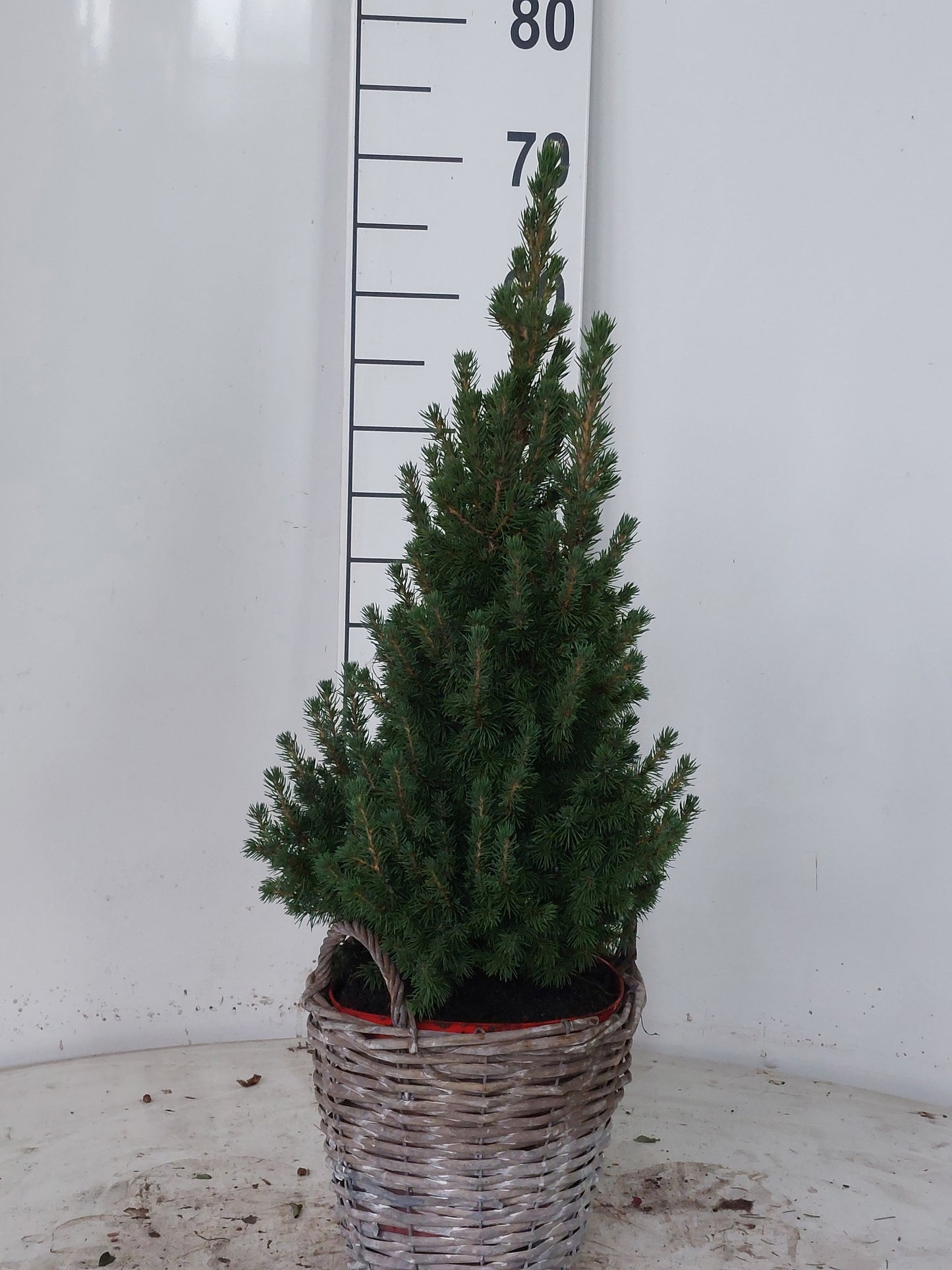 Picea glauca Perfecta 65cm 23cm Pot
