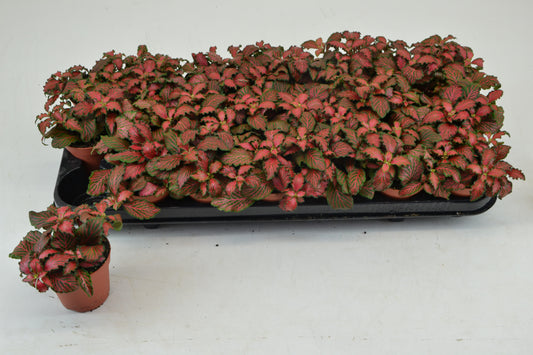 Fittonia Mosaic Tiger 10cm Special Pot (508)